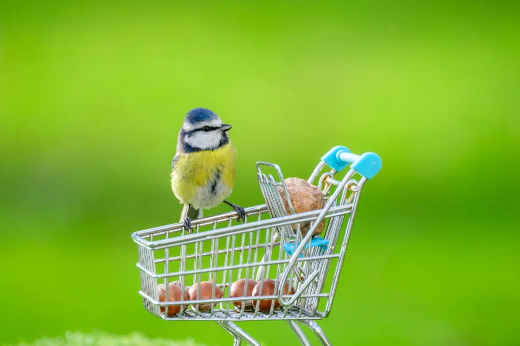 Recommended Birding Gear