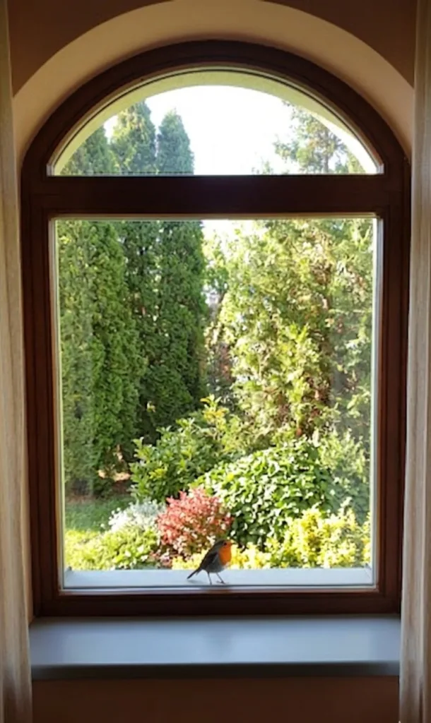 A window and a robin