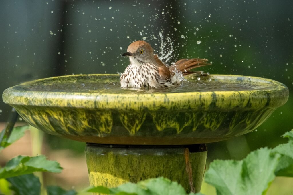 A clean, moving water source in suburban yards provides a critical emergency stopover for bird migrants