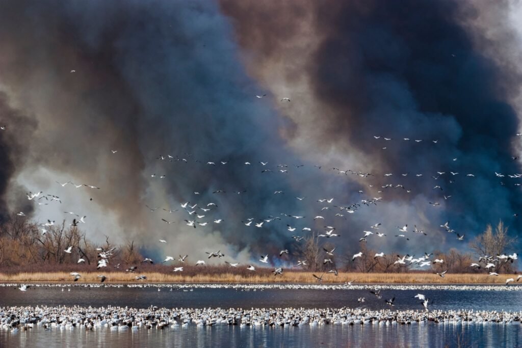 Smoke plumes along critical flyways