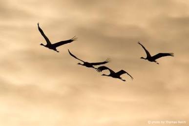 World Migratory Bird Day 2026