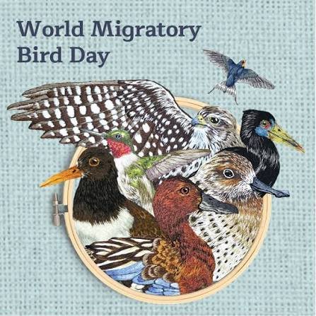 World Migratory Bird Day 2026